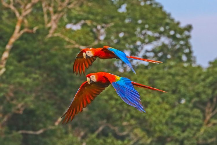 Arara