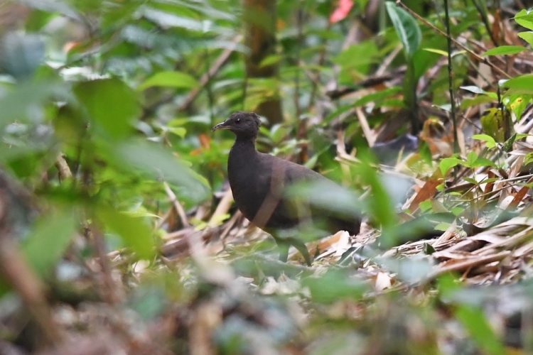 Aves2