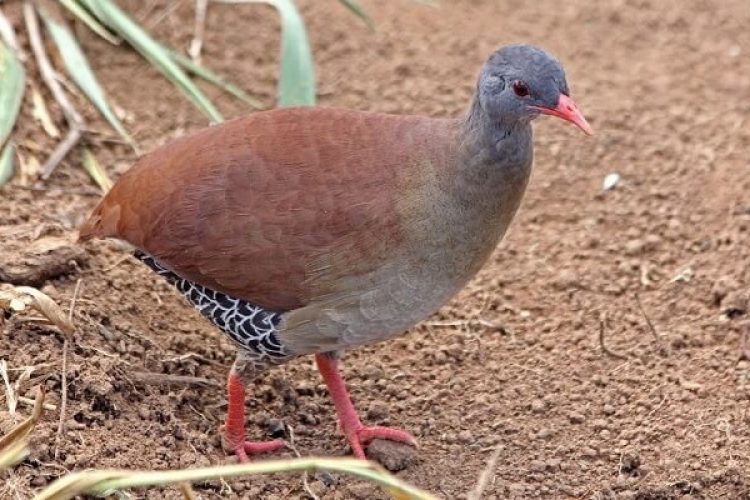 Inhambu Chororó